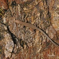 Mauereidechse (Podarcis muralis)